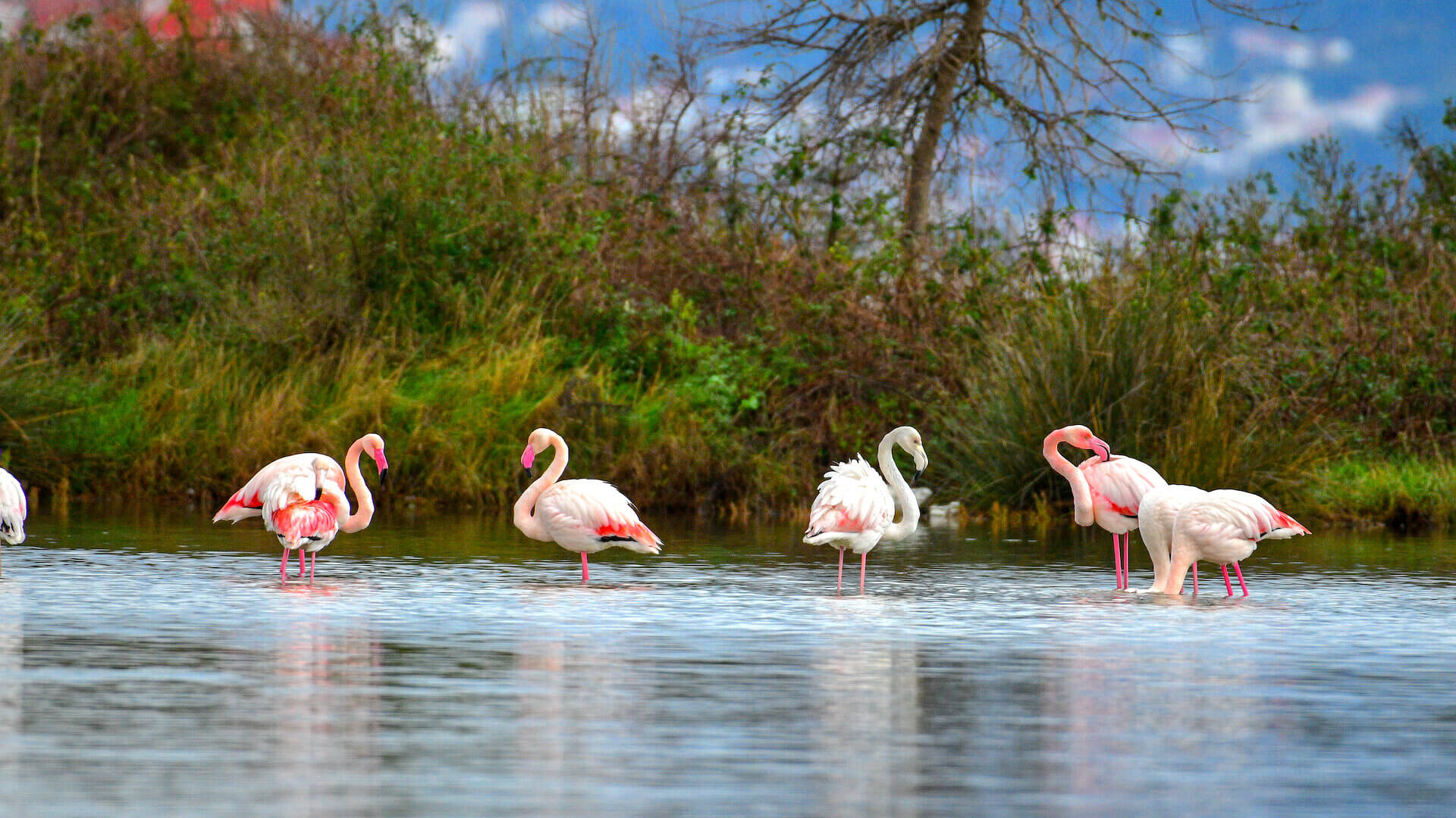 Solila Bird Reserve, Luštica