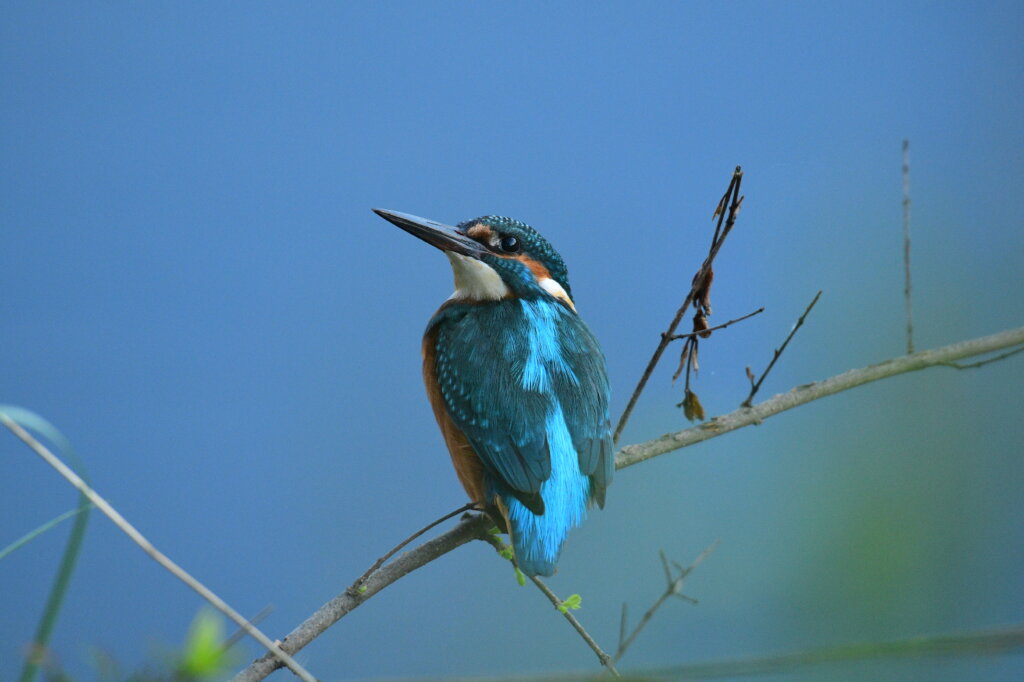 Solila Bird Reserve, Luštica