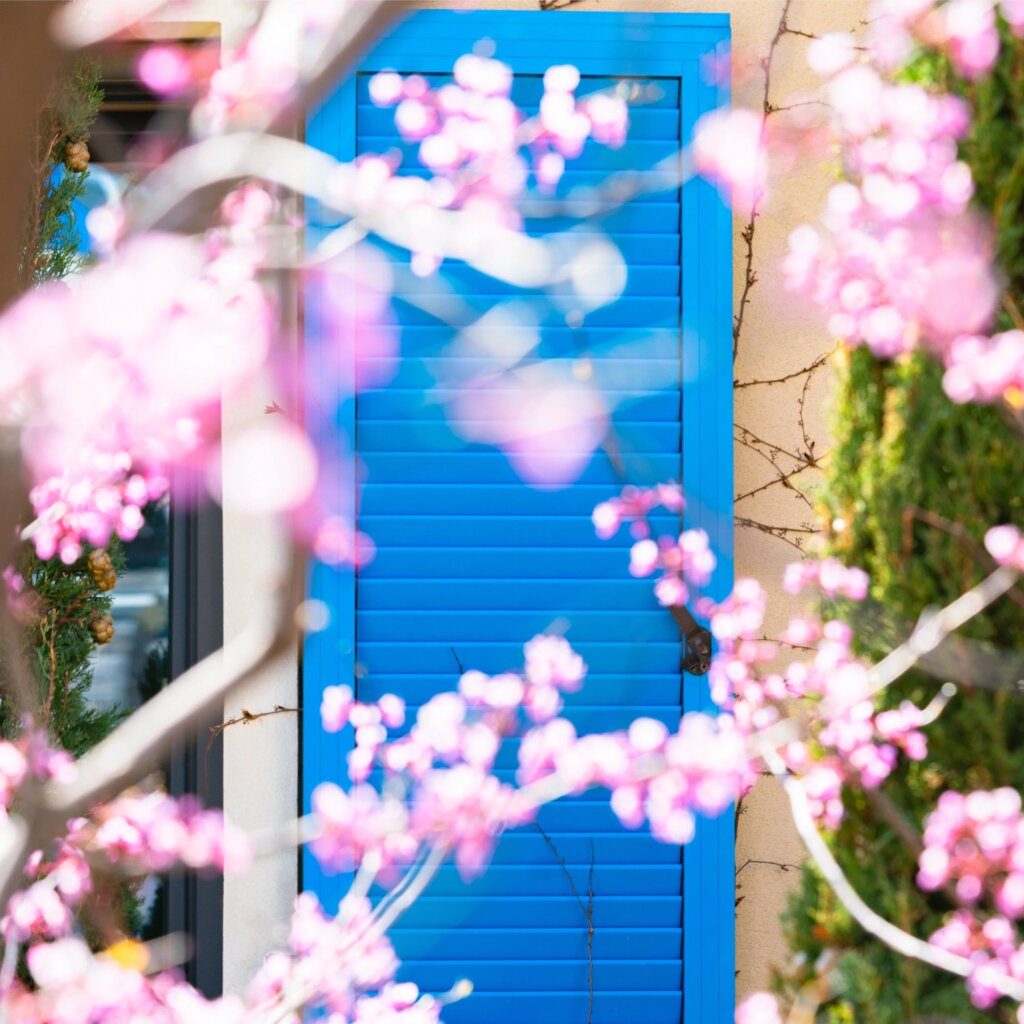 Spring flowers during festival season in Montenegro